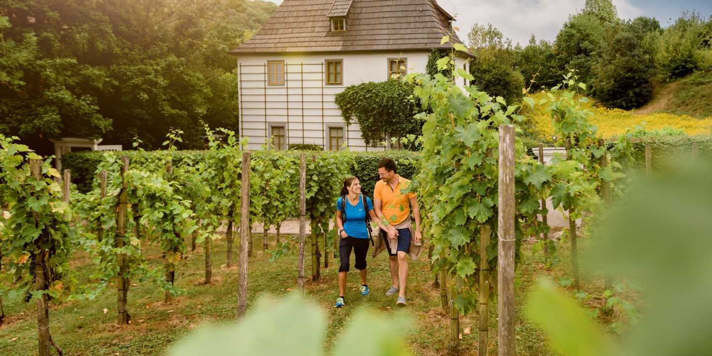 Bad Sulzaer Weinwanderweg (c) Saale-Unstrut-Tourismus e.V., Transmedial