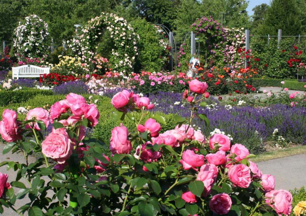 Europa-Rosarium Sangerhausen