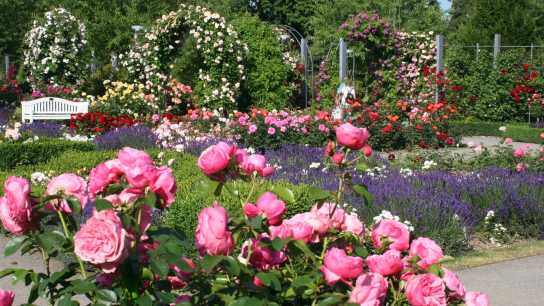 Europa-Rosarium Sangerhausen