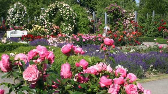 Europa-Rosarium Sangerhausen