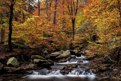 bunter Herbstwald mit Flüsschen im Harz