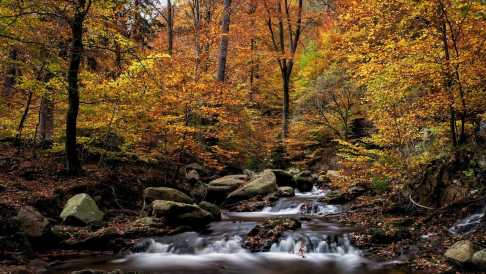 bunter Herbstwald mit Flüsschen im Harz