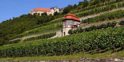 Herzoglicher Weinberg mit Schloss