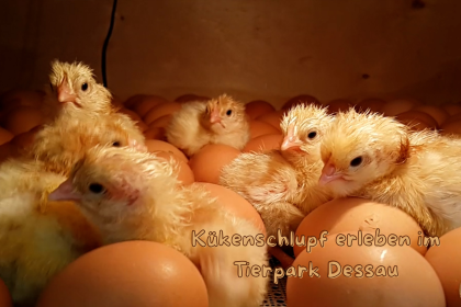 Kükenschlupf erleben im Tierpark Dessau