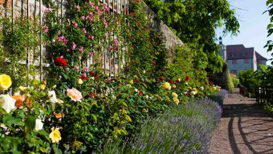 Farbenfrohe Rosen in Dornburg