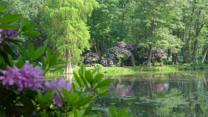Teich und Rhododendren im Schlosspark Krumke