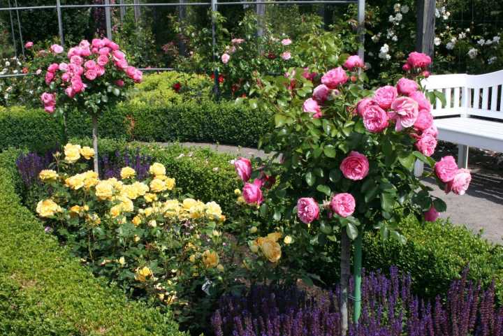 Rosa und gelbe Rosen im Europa-Rosarium Sangerhausen